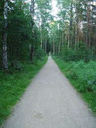 Haidhus Wald